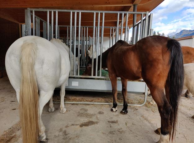 Führung durch den Stall